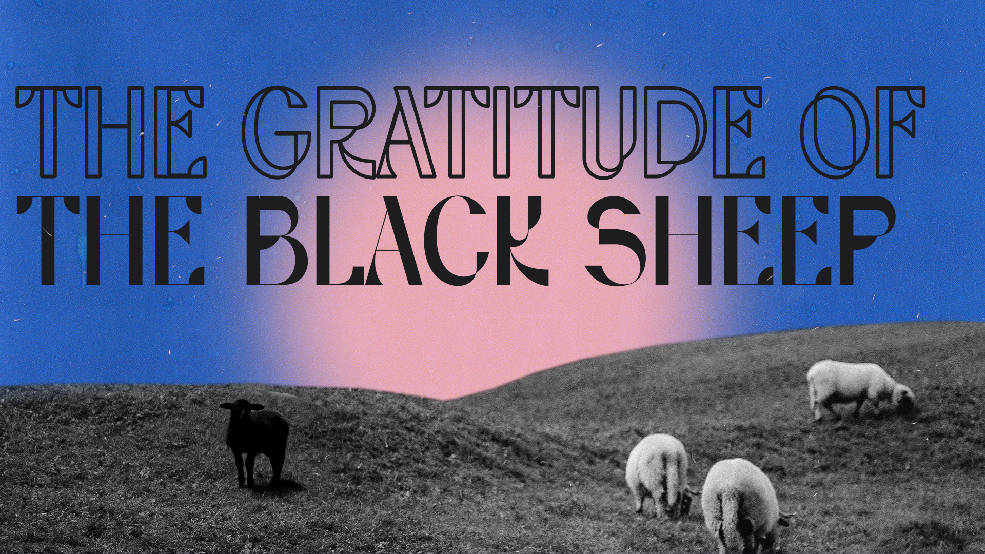 The Gratitude Of The Black Sheep